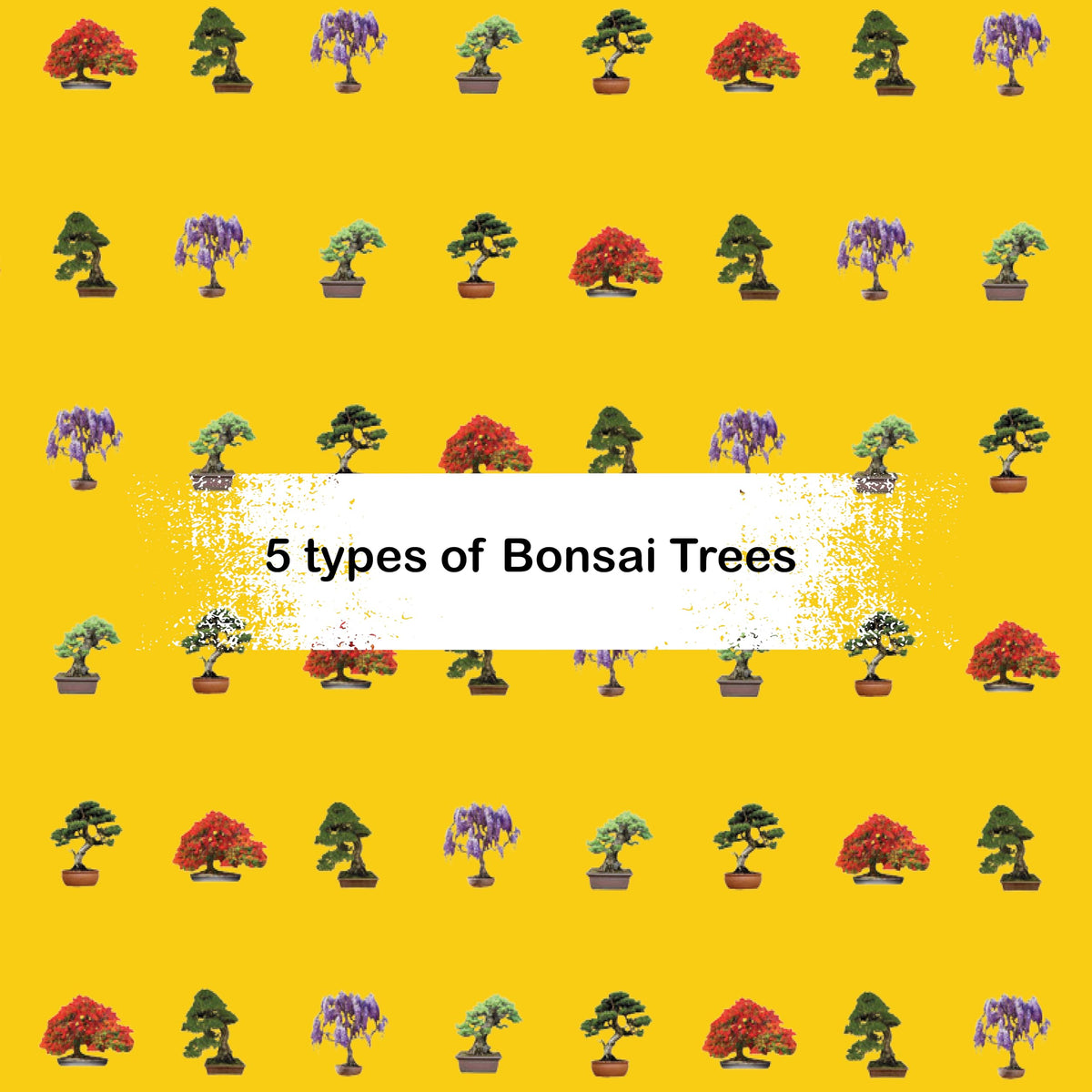 Bonsai Starter Kit - 5 Unique Tree Types, Special DIY Garden Hobby Kits - Great for Plant Lovers, for Kids, Men, Women, and Bonsai Enthusiasts