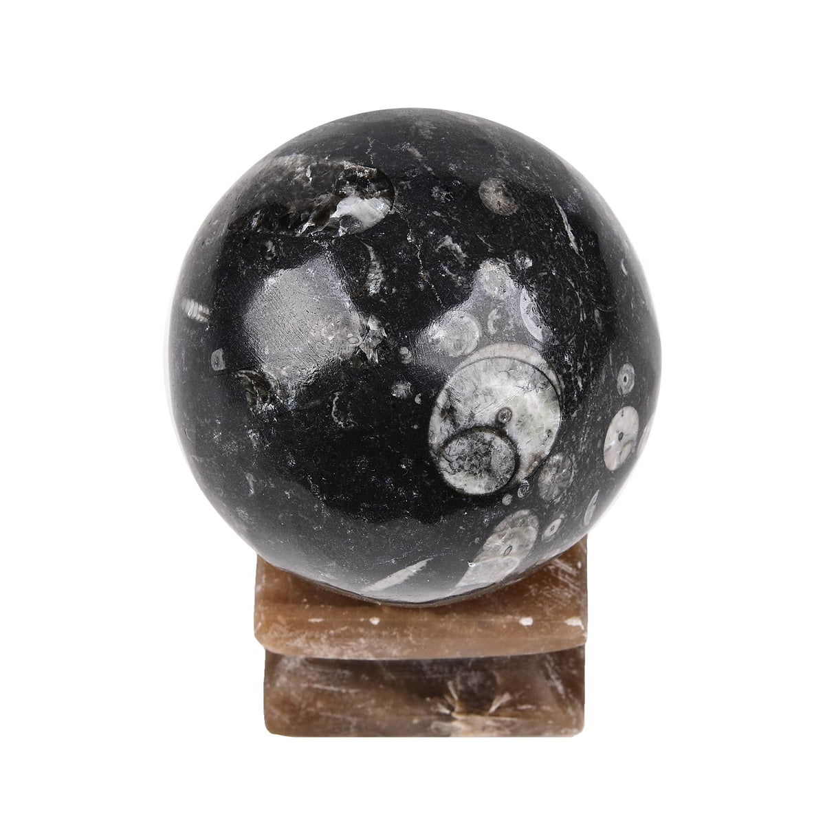 AMOYSTONE Large Orthoceras Fossil Divination Sphere for Collector Gift
