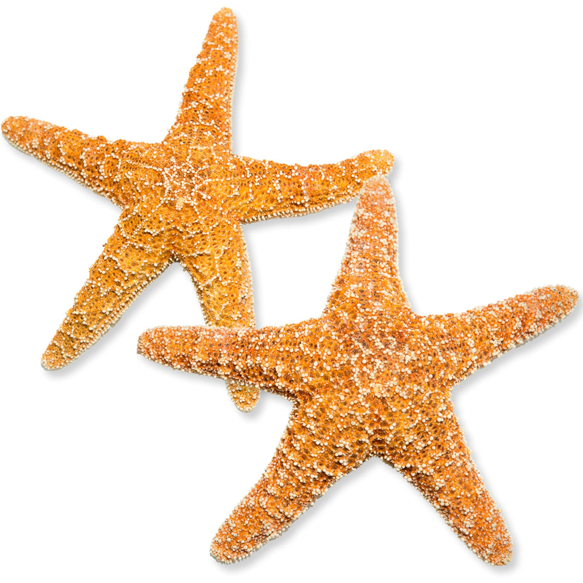 Real Starfish - 2 Large Brown Sugar Starfish (4-6in) - Starfish for Crafts - Star Fish Shells Decorations - Starfish Decor - Sea Star - Starfish Decorations - Starfish Shells