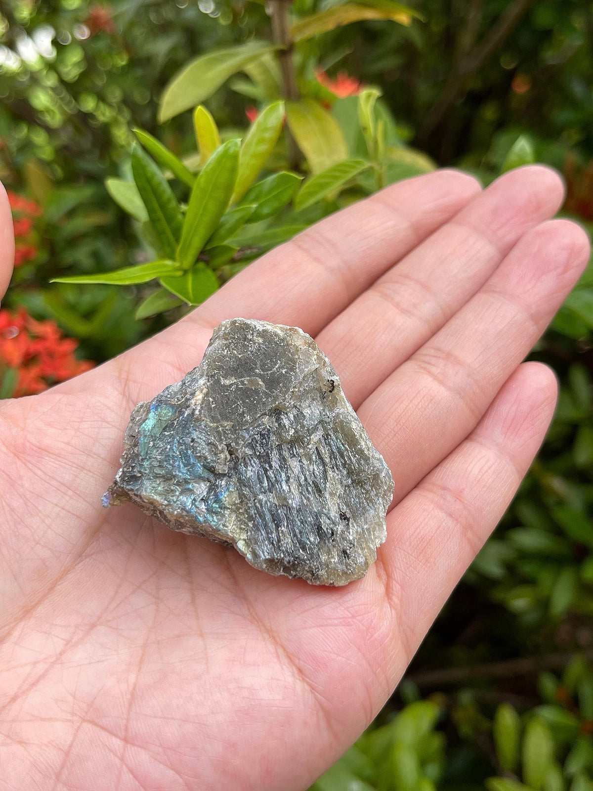GAF TREASURES 1 Pound Raw Labradorite - Natural Labradorite Stone, Natural Rough Labradorite, Labradorite Rough, Labradorite Rocks (Labradorite)